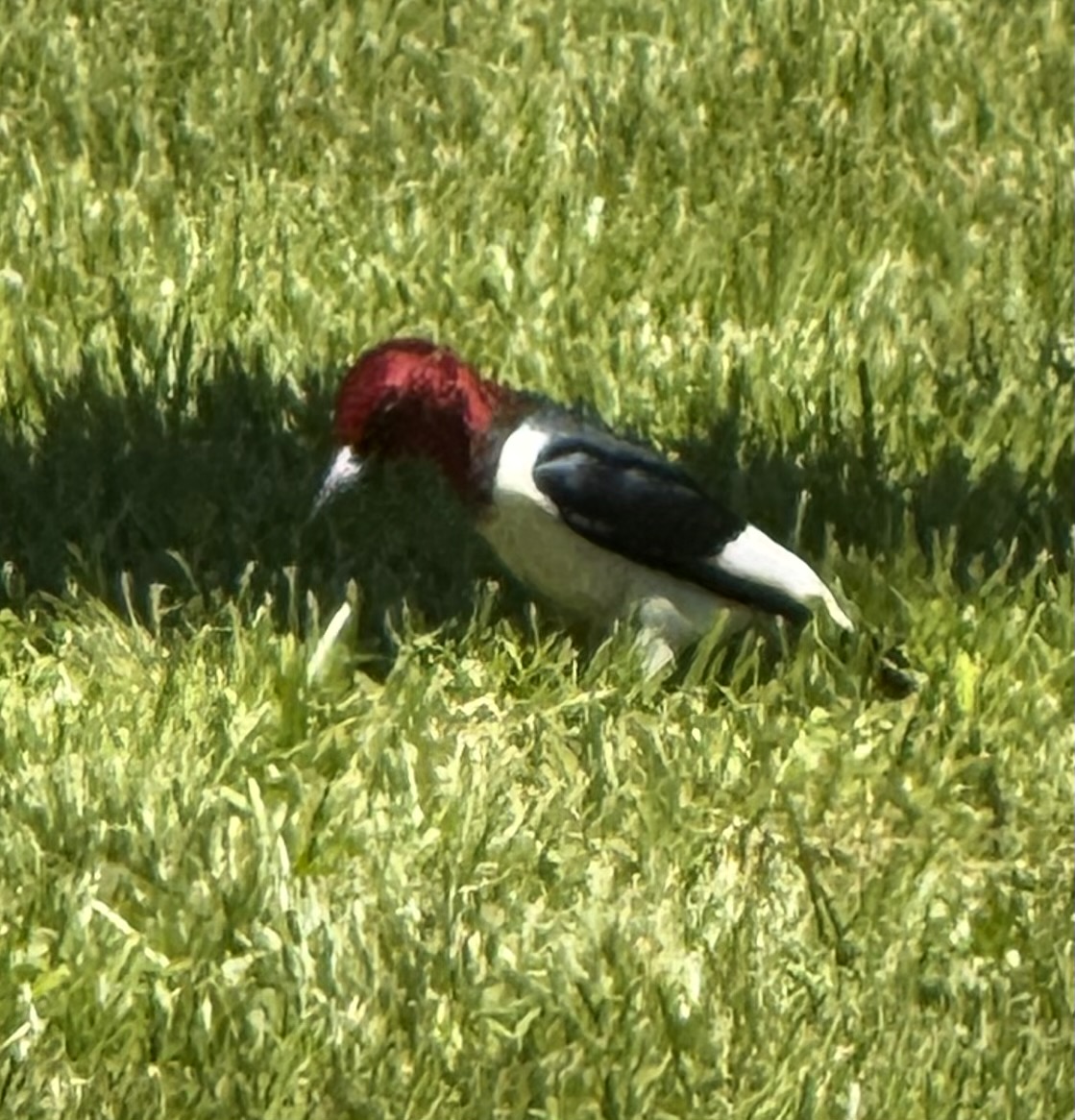 A Slice of Bacon: Dawdling Birds